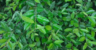 Eugenia luschnathiana Klotzsch ex B.D. Jacks.