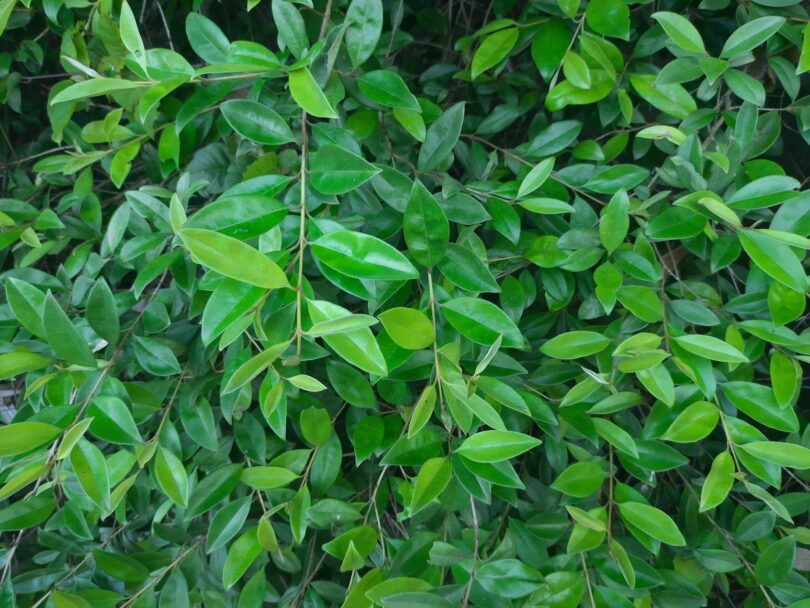 Eugenia luschnathiana Klotzsch ex B.D. Jacks.