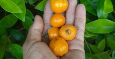 Eugenia luschnathiana Klotzsch ex B.D. Jacks.