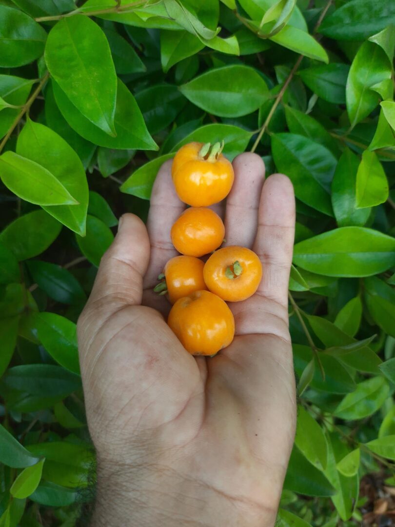 Eugenia luschnathiana Klotzsch ex B.D. Jacks.