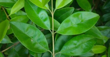 Eugenia luschnathiana Klotzsch ex B.D. Jacks.