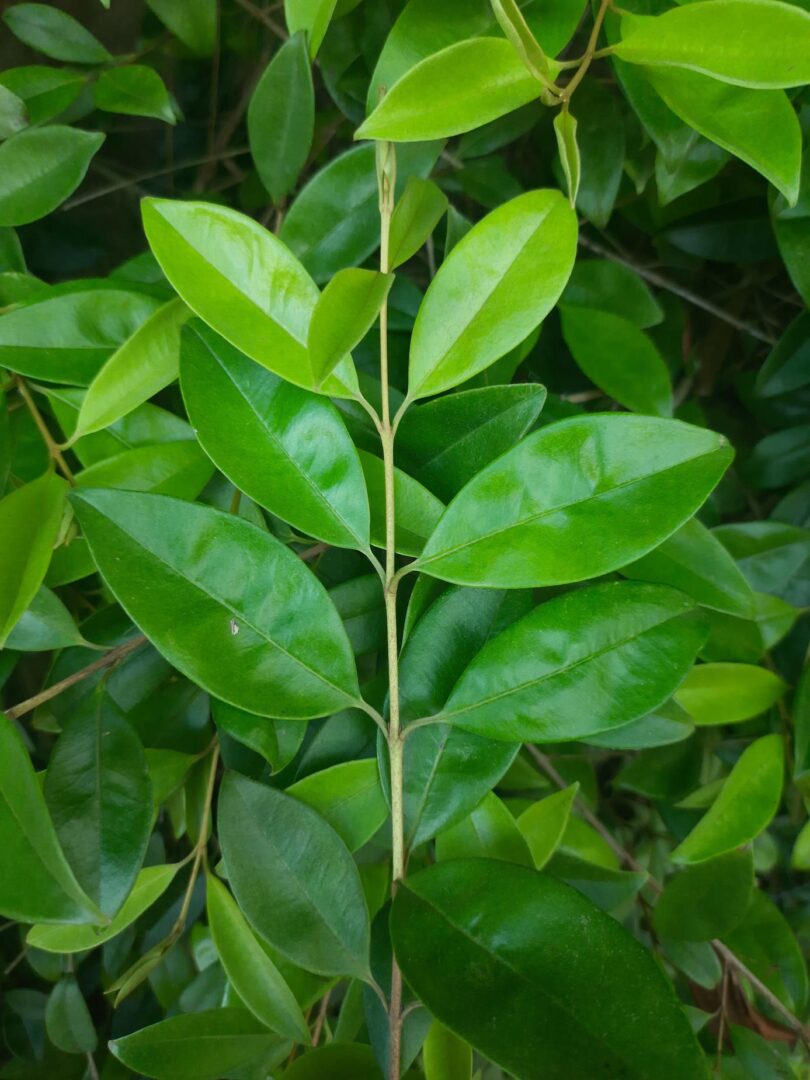 Eugenia luschnathiana Klotzsch ex B.D. Jacks.