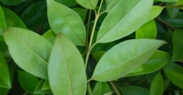 Eugenia luschnathiana Klotzsch ex B.D. Jacks.