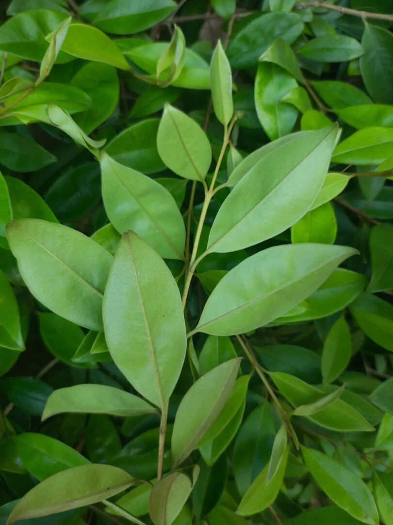 Eugenia luschnathiana Klotzsch ex B.D. Jacks.