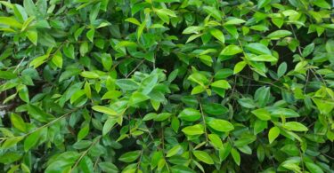 Eugenia luschnathiana Klotzsch ex B.D. Jacks.