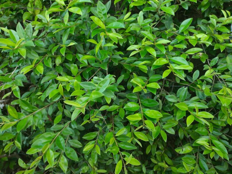 Eugenia luschnathiana Klotzsch ex B.D. Jacks.