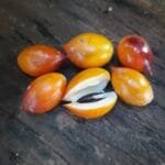 Manilkara dardanoi Ducke