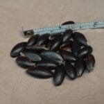 Manilkara dardanoi Ducke