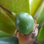 Manilkara dardanoi Ducke