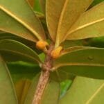 Manilkara dardanoi Ducke