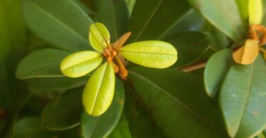 Flor de Manilkara dardanoi ducke -