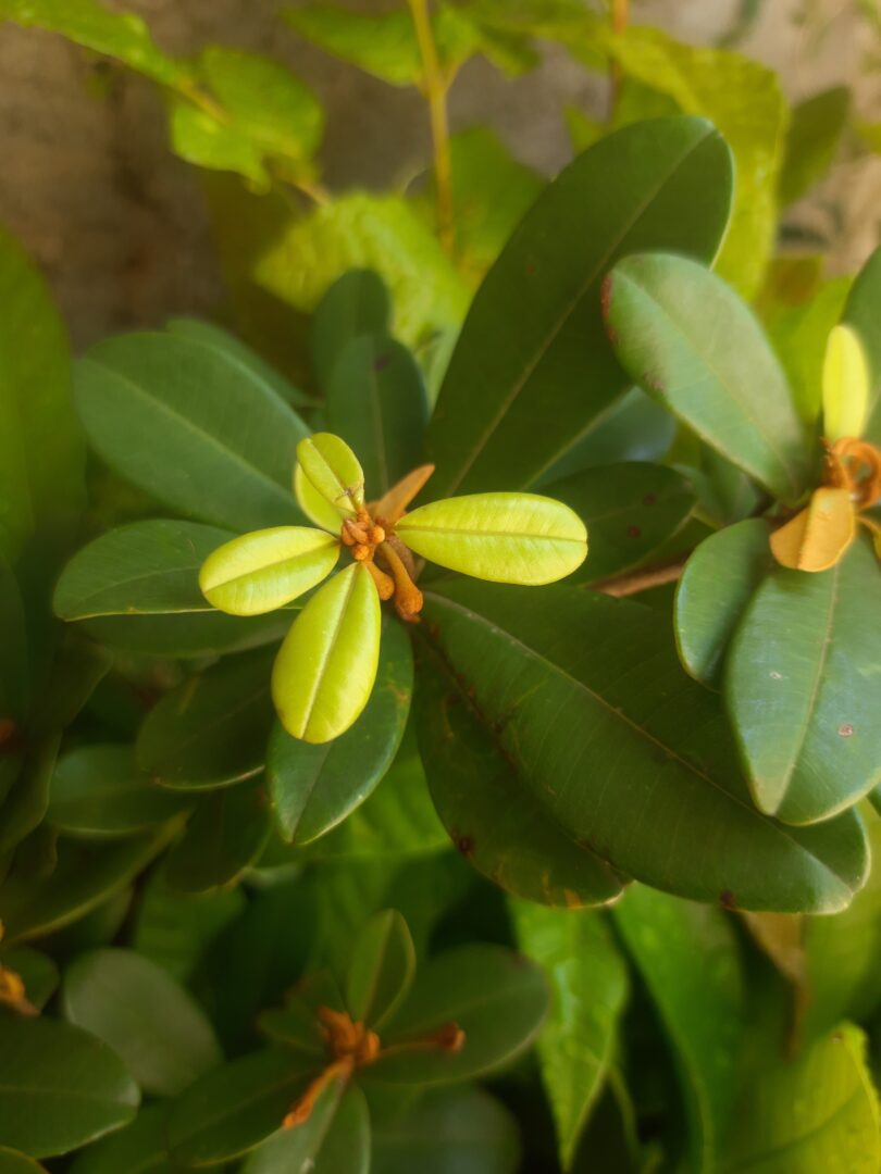 Flor de Manilkara dardanoi ducke -