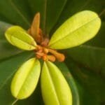 Manilkara dardanoi Ducke