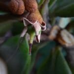 Manilkara dardanoi Ducke