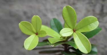 Apical Manilkara dardanoi ducke - Apical vista superior