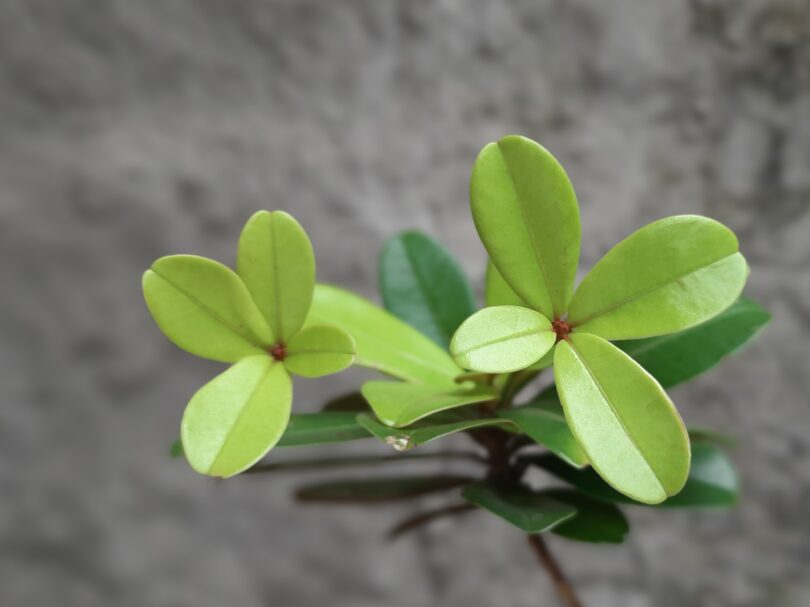 Apical Manilkara dardanoi ducke - Apical vista superior