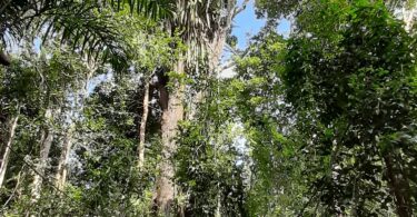 Árvore centenária de Manilkara dardanoi ducke -