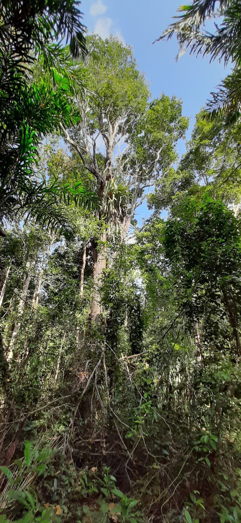 Árvore centenária de Manilkara dardanoi ducke -