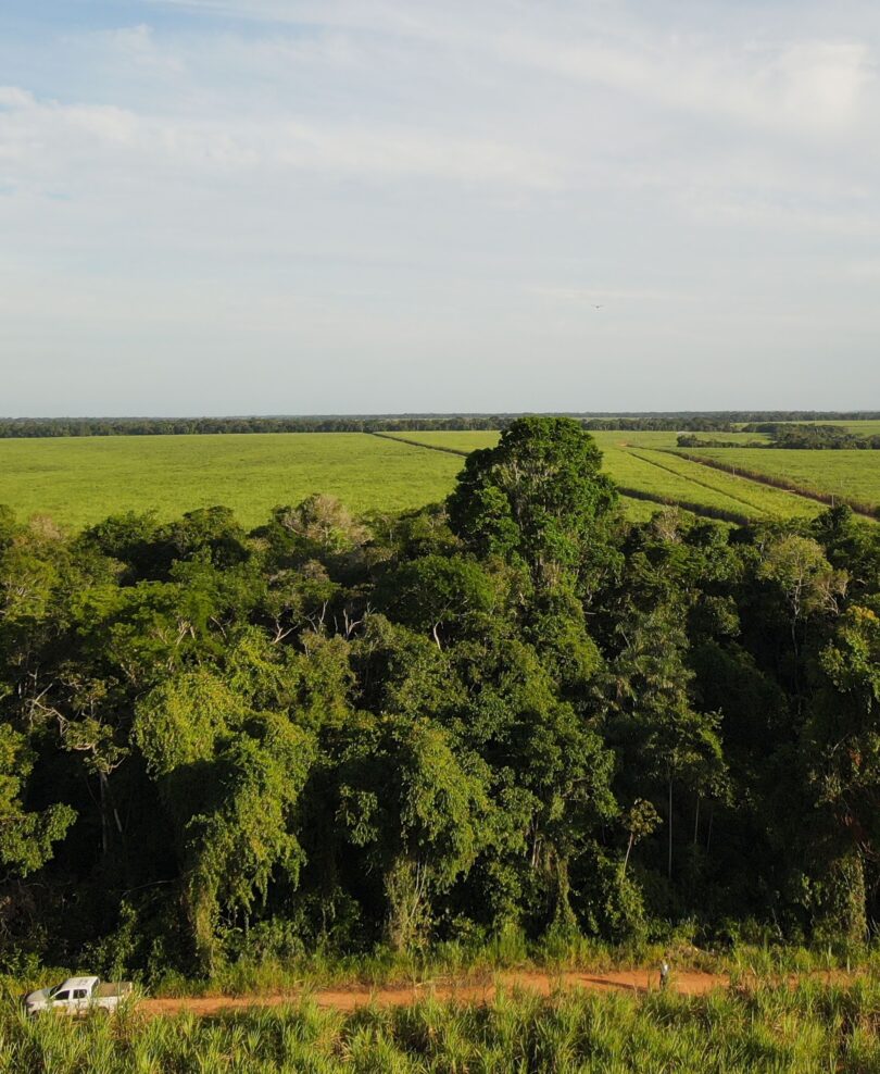 Árvore centenária de Manilkara dardanoi ducke -