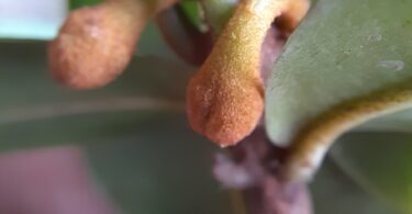 Flor de Manilkara dardanoi ducke -