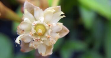 Flor de Manilkara dardanoi ducke -