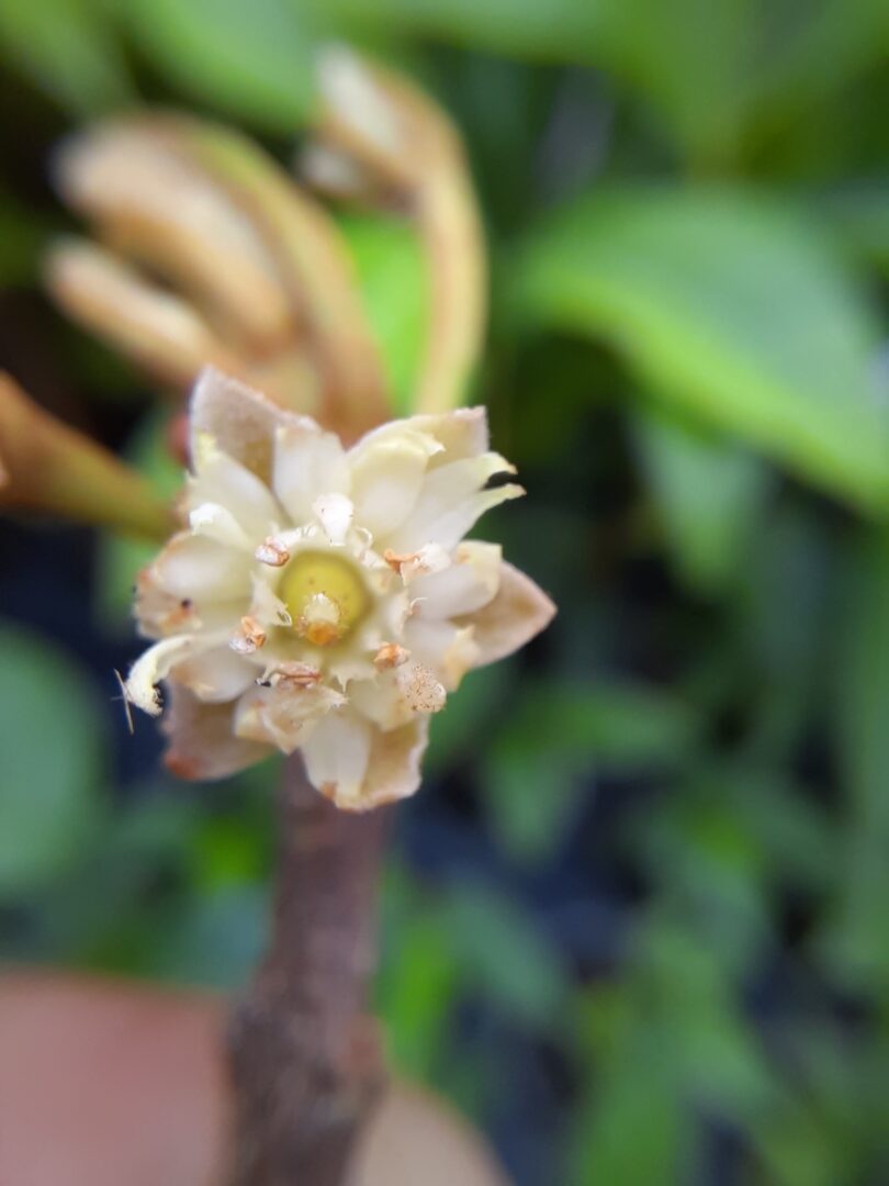 Flor de Manilkara dardanoi ducke -