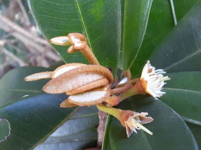 Flor de Manilkara dardanoi ducke -