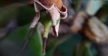 Frutos de Manilkara dardanoi ducke -