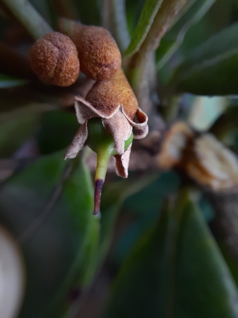 Frutos de Manilkara dardanoi ducke -