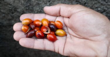 Frutos de Manilkara dardanoi ducke -