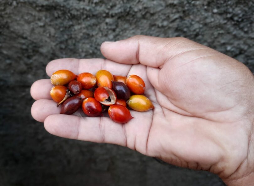 Frutos de Manilkara dardanoi ducke -