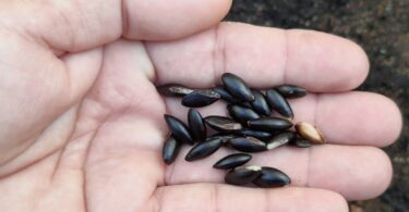 Sementes de Manilkara dardanoi ducke