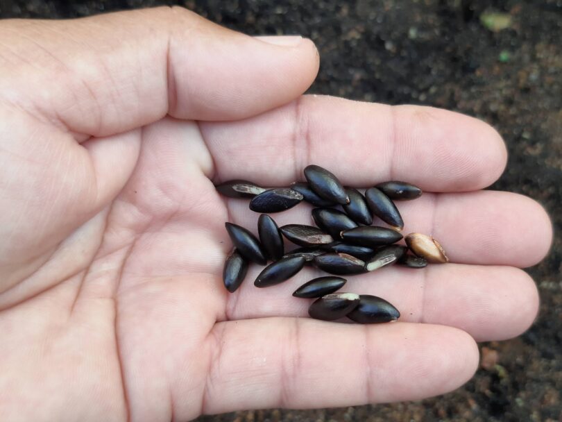 Sementes de Manilkara dardanoi ducke