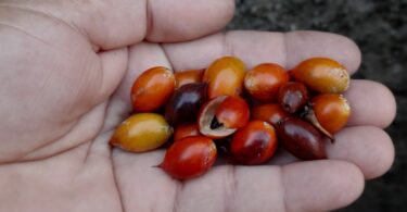 Frutos de Manilkara dardanoi ducke - Apical vista superior