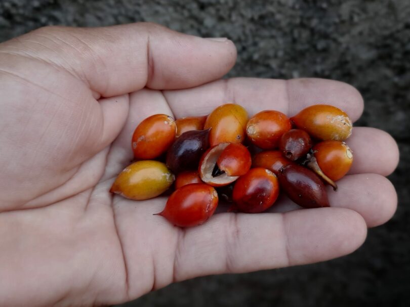Frutos de Manilkara dardanoi ducke - Apical vista superior