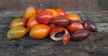 Frutos de Manilkara dardanoi ducke -