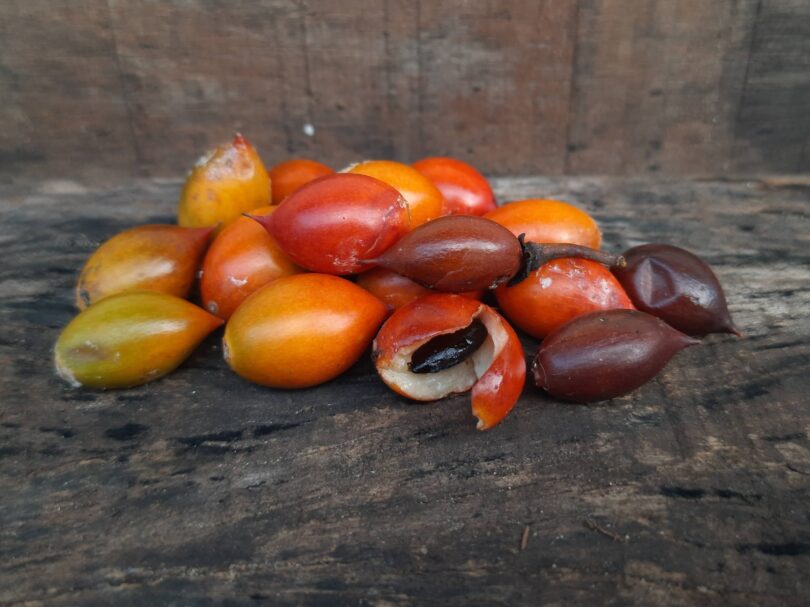 Frutos de Manilkara dardanoi ducke -