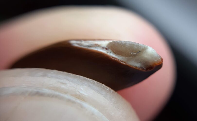 Sementes de Manilkara dardanoi ducke