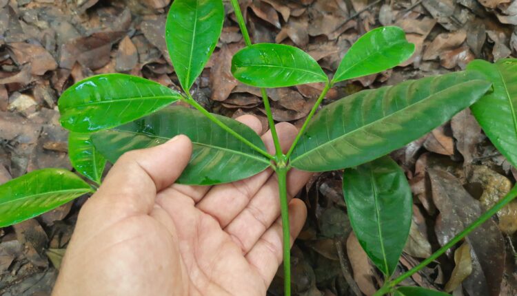 Folhas de Faramea occidentalis (L.) A.Rich. (2)