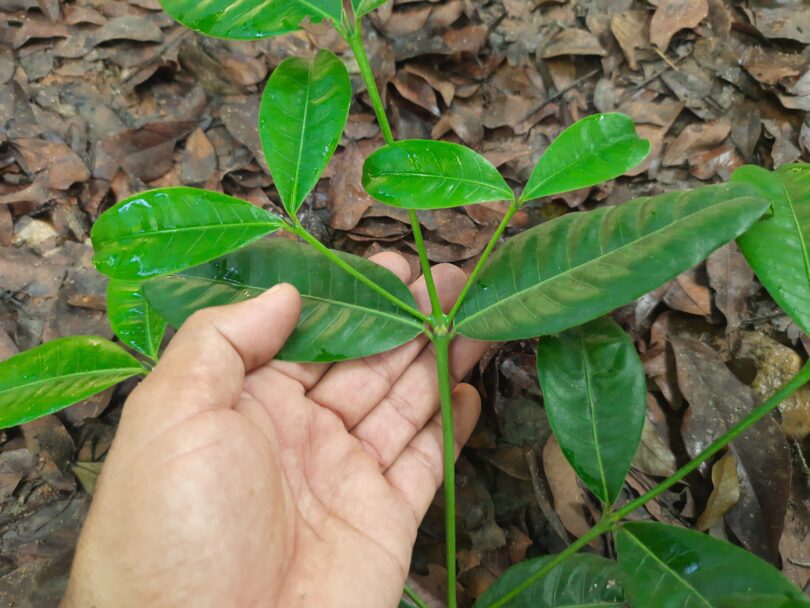 Folhas de Faramea occidentalis (L.) A.Rich.