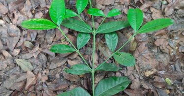 Folhas de Faramea occidentalis (L.) A.Rich.