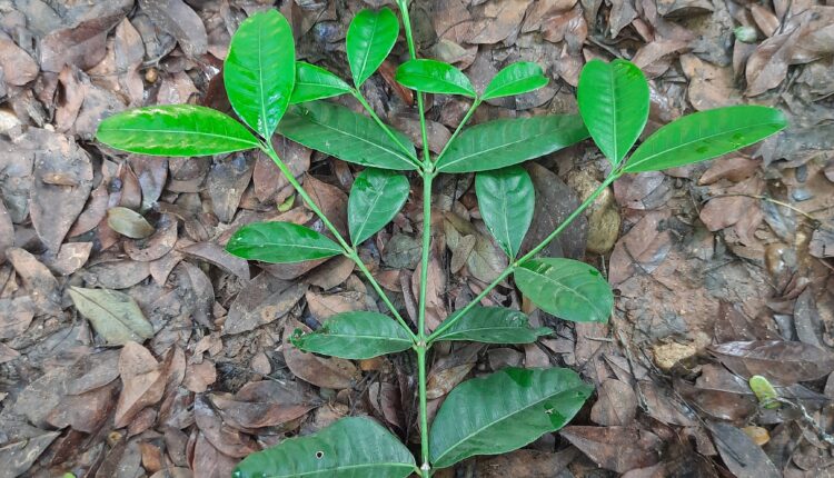 Folhas de Faramea occidentalis (L.) A.Rich. (2)