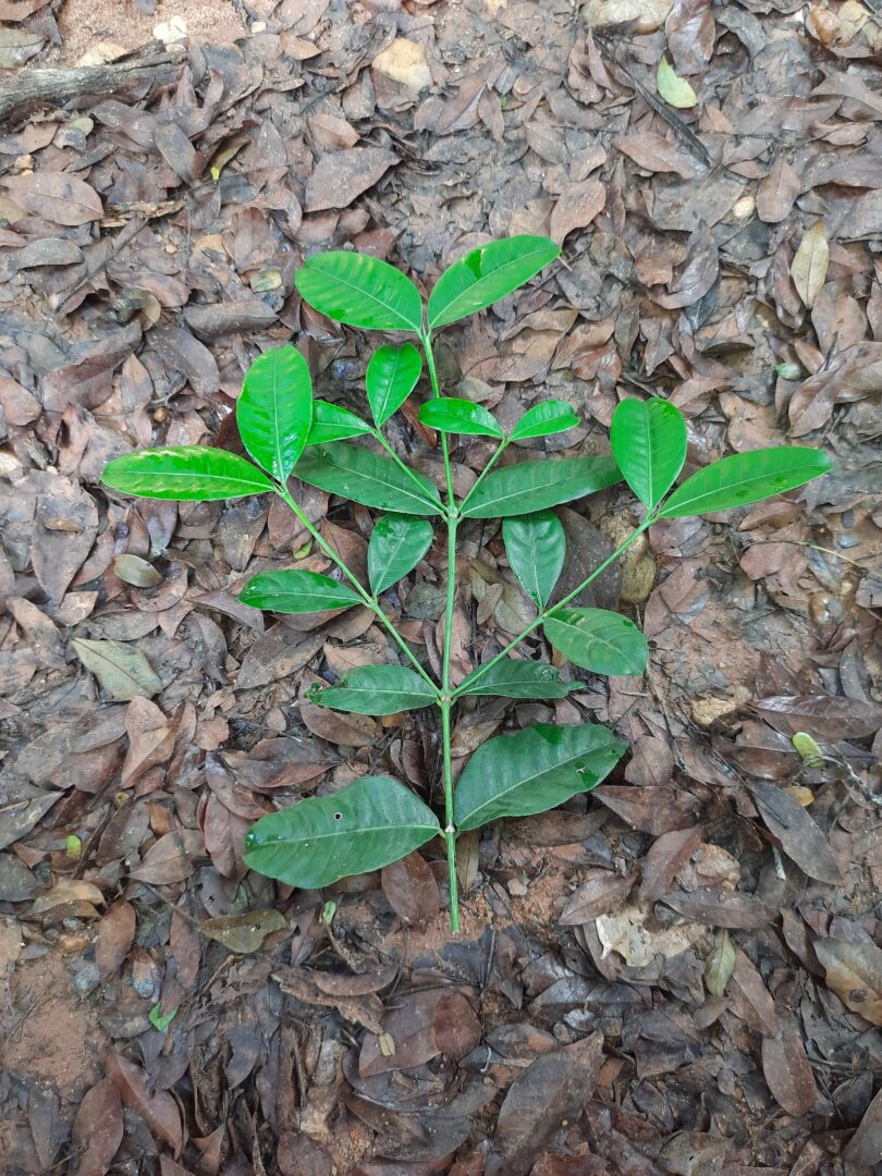Folhas de Faramea occidentalis (L.) A.Rich.