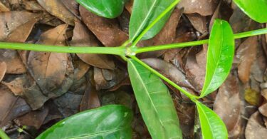 Ramo de Faramea occidentalis (L.) A.Rich.