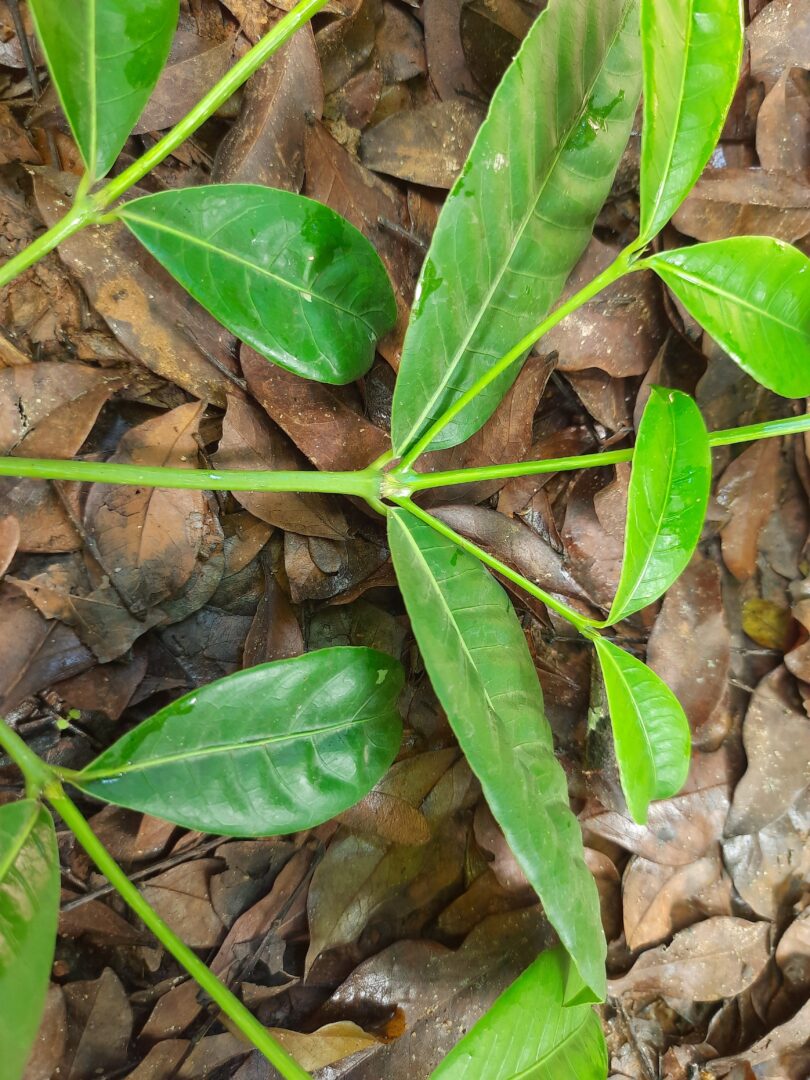 Ramo de Faramea occidentalis (L.) A.Rich.