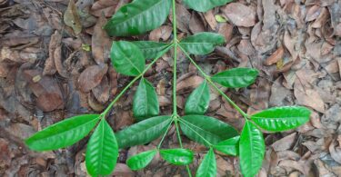 Ramo de Faramea occidentalis (L.) A.Rich.