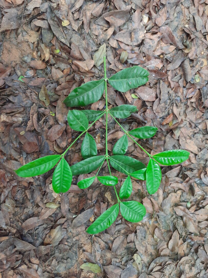 Ramo de Faramea occidentalis (L.) A.Rich.