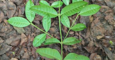 Ramo de Faramea occidentalis (L.) A.Rich.
