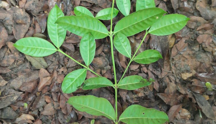 Folhas de Faramea occidentalis (L.) A.Rich. (2)