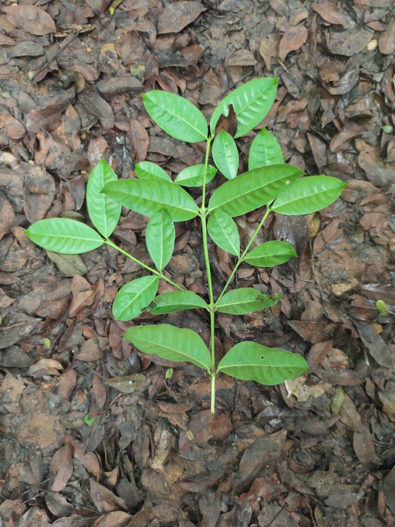 Ramo de Faramea occidentalis (L.) A.Rich.
